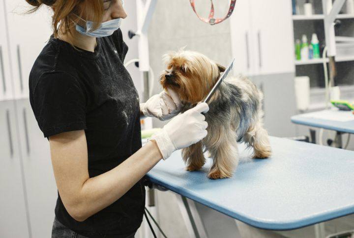 Grooming Designers Is Relatively Easier