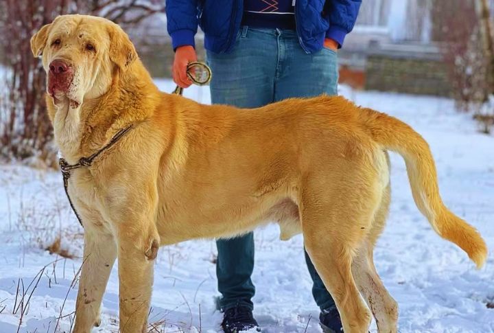 Kurdish Mastiff (Pshdar Dog)