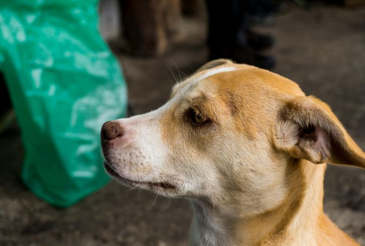 Mutts Lack Official Breed Recognition