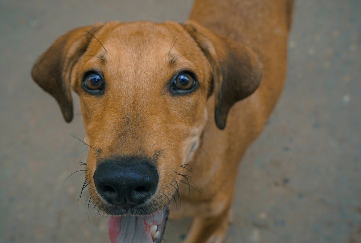 Mutts Are Underrepresented In Media