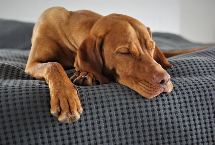 The Feigned Exhaustion After Minimal Activity