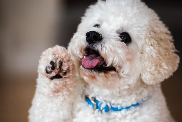 The Sneaky Paw Lift To Solicit Pity