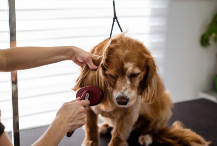 Mutts Have Varying Grooming Needs