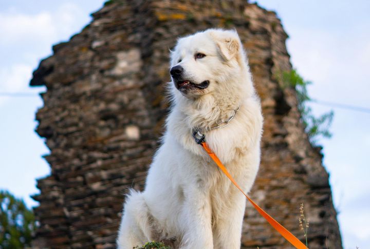 Kuvasz