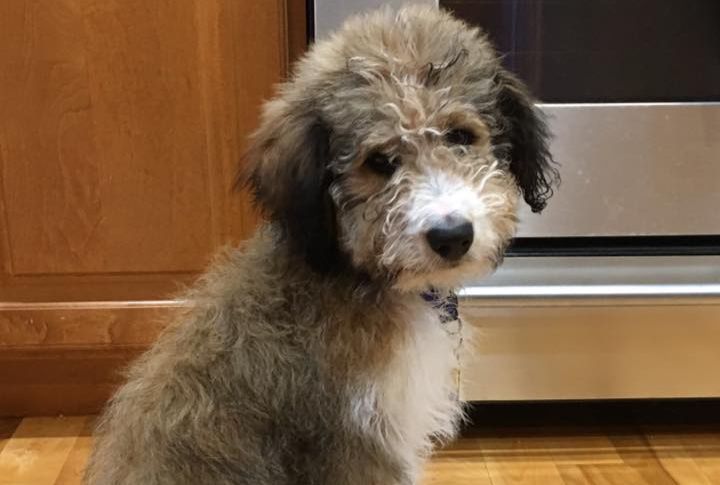 A Smart Crossbreed