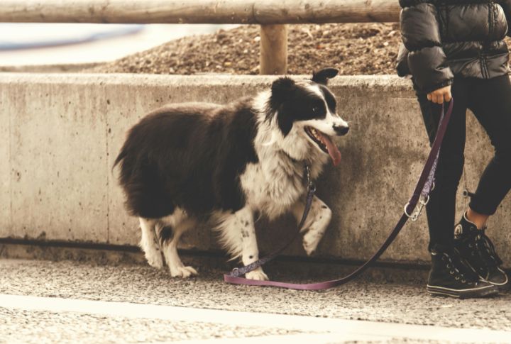 The Sudden Limp That Vanishes At Walk Time