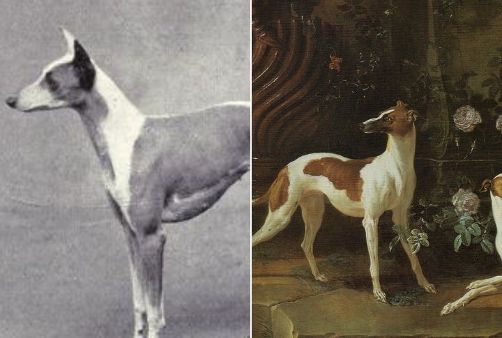The History Of Each Breed Shows Which Came First