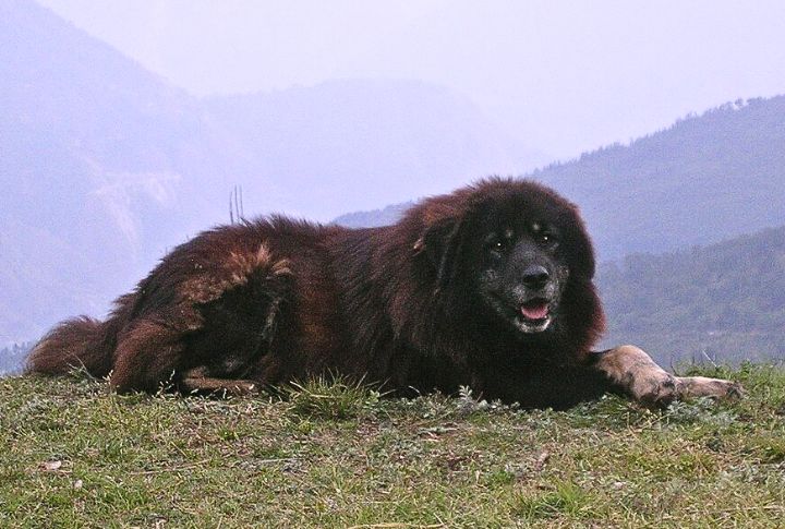 Ancient Guardians Of The Himalayas