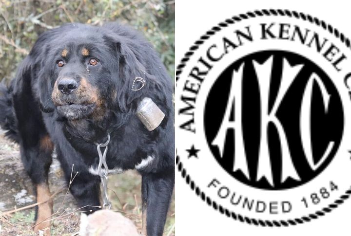 Not Recognized By Major Kennel Clubs