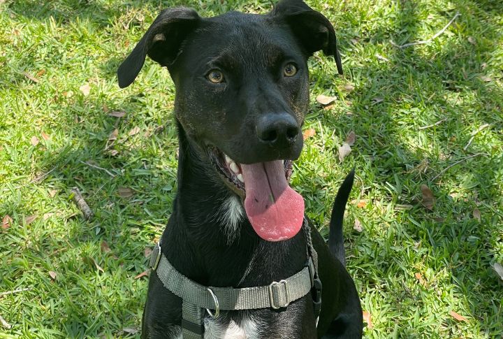 Mutts Have Mixed Genes