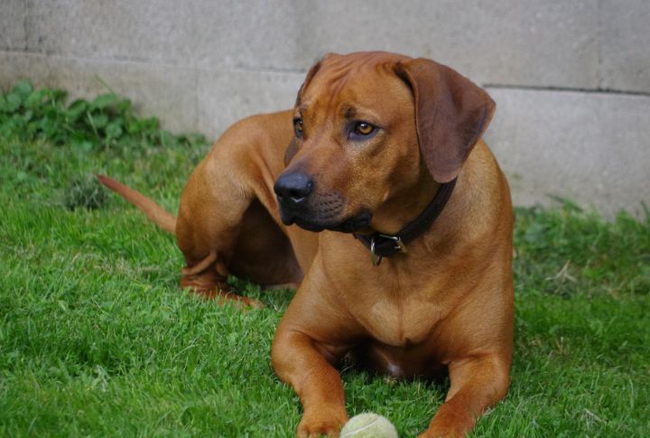 Rhodesian Ridgeback