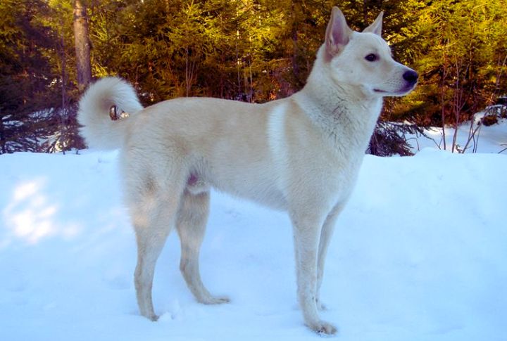 Canaan Dog
