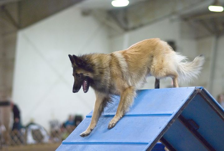 Belgian Tervuren