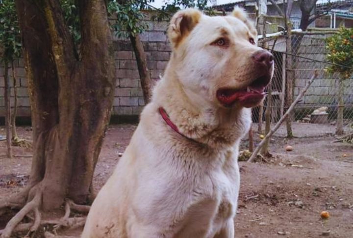 Kuchi Dog