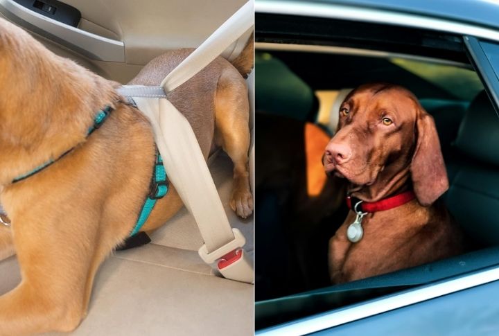 Safety In Cars And Travel