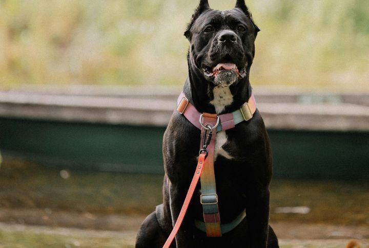 Cane Corso