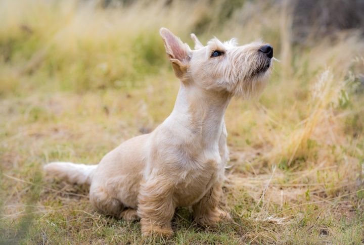 Scottish Terrier