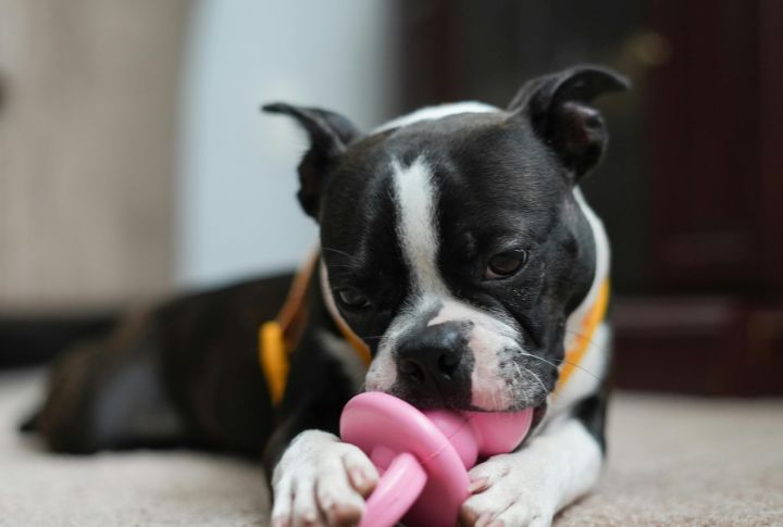 Playing With Toys