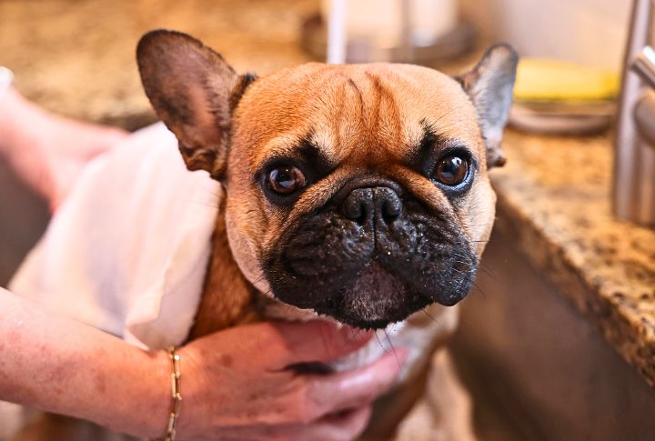 Keep Skin And Coat Clean