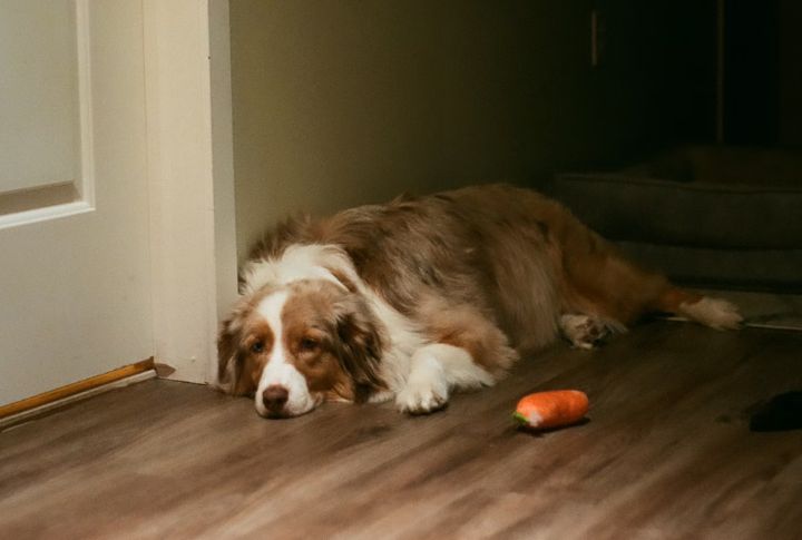 The Dramatic Collapse Over A Missed Treat