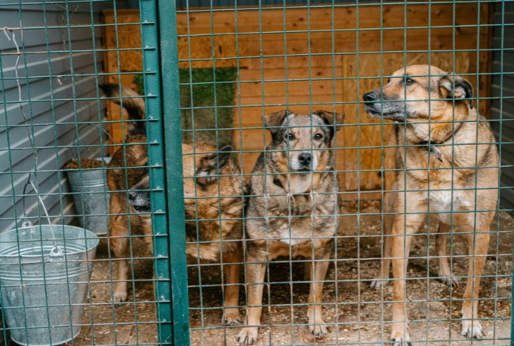 Mutts Are Low-Cost Or Free