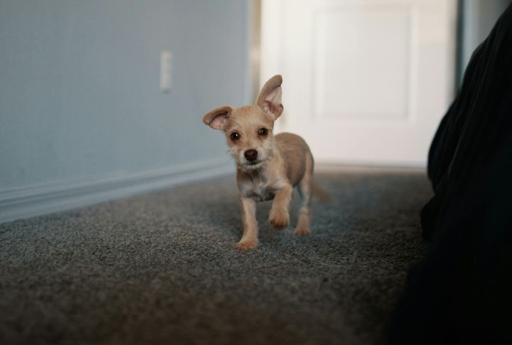 Exploring The House