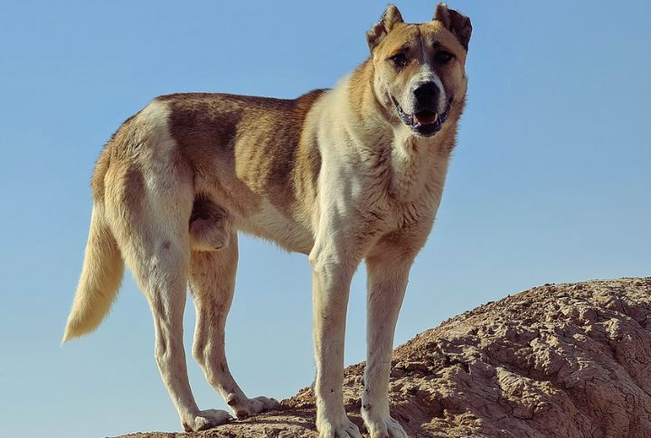 Sarabi Dog
