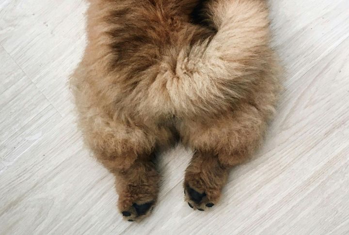 Under The Tail