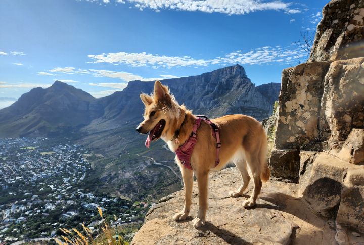Mutts Benefit From Hybrid Vigor