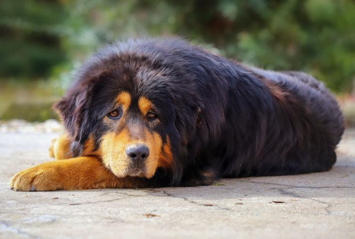 Tibetan Mastiff