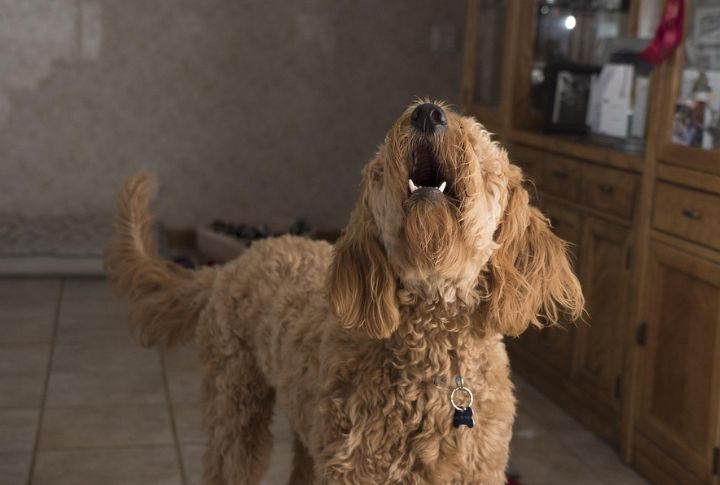 Barking At Noises