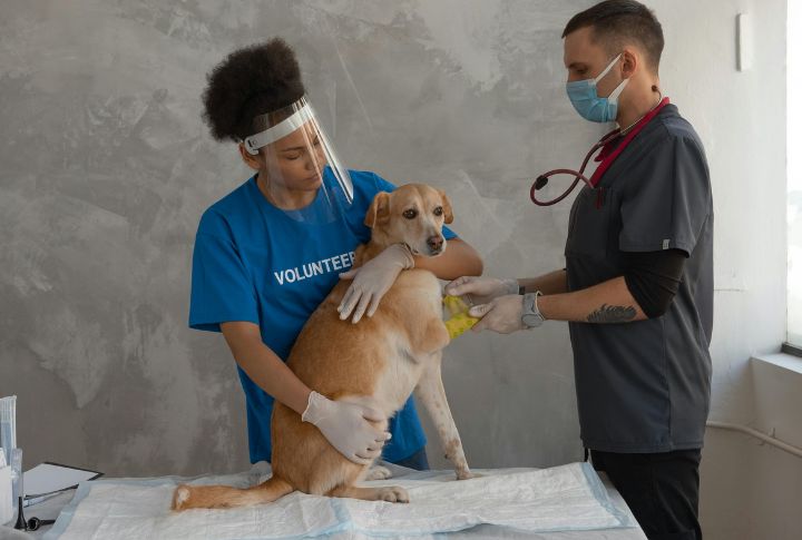 The Oscar-Worthy Performance During Vet Visits