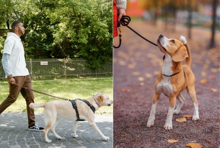 Mobility Assistance For Dogs