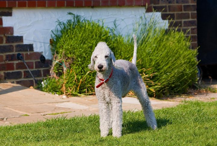 Bedlington Terrier