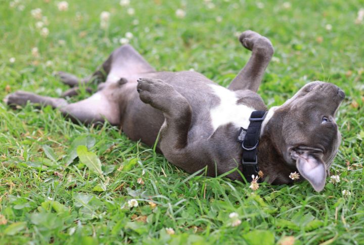 Along The Belly