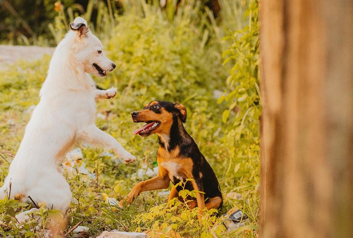 Mutts Develop Personalities Organically