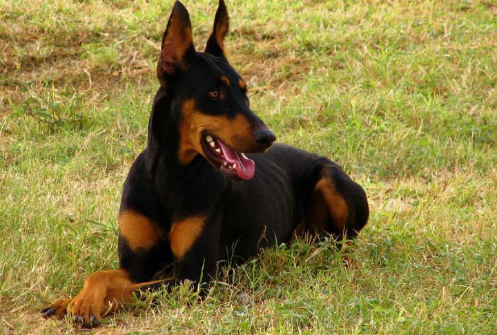 Doberman Pinscher