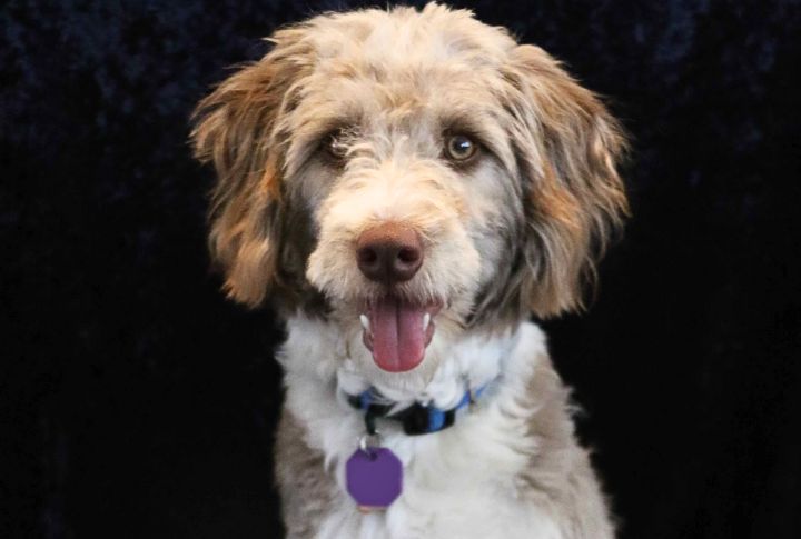 Not Always Hypoallergenic