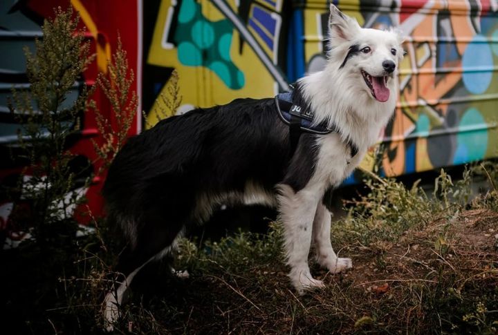 Julius-K9 IDC Powerharness