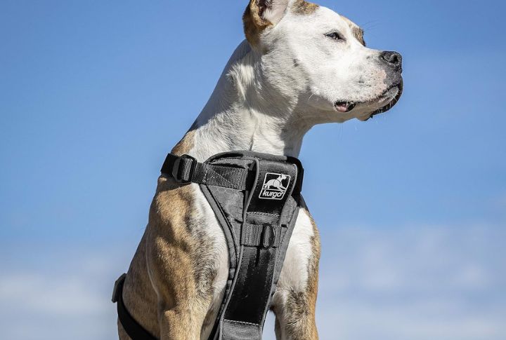 Kurgo Tru-Fit Smart Harness