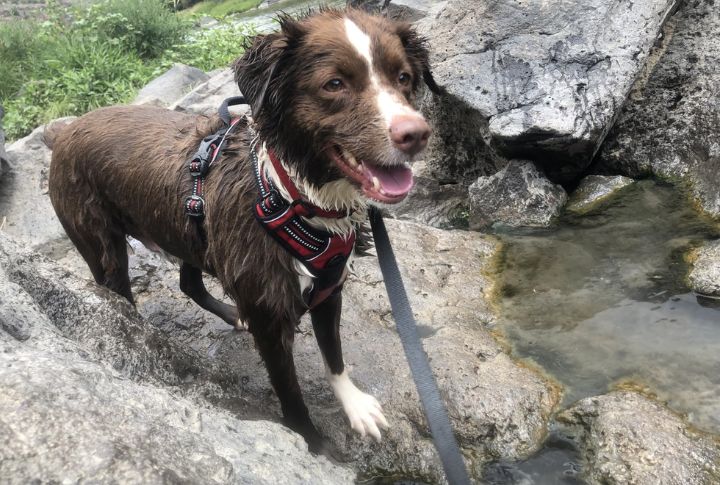 Chai’s Choice Outdoor Adventure Harness