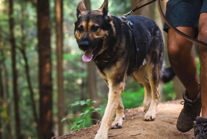Ruffwear Front Range Harness