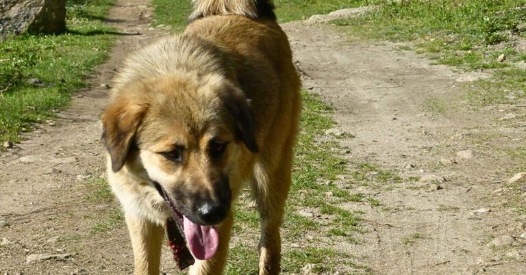 What Makes The Himalayan Sheepdog Unique Among Mountain Dogs