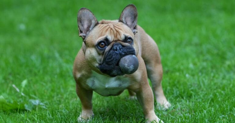 10 Ways To Keep Your French Bulldog Well-Trained And Content