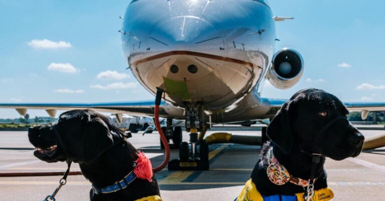 Top 10 Airlines For Travelers With Dogs