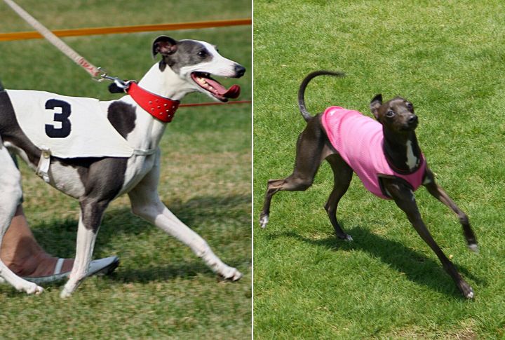 Trainability And Temperament Differences