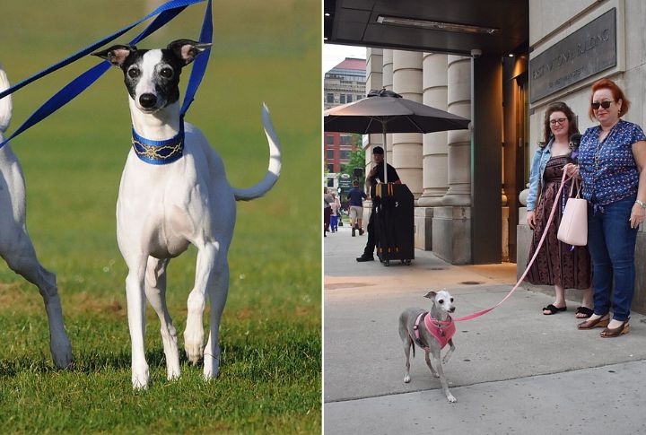Social Behavior With Other Dogs
