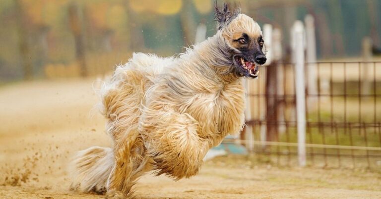 10 Desert Dog Breeds Built For Survival In The Harshest Conditions