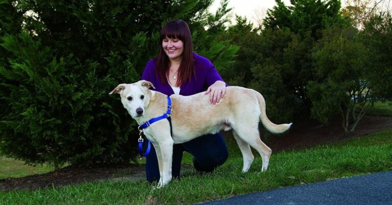 10 Must-Have Harnesses That Make Dog Walks Safer