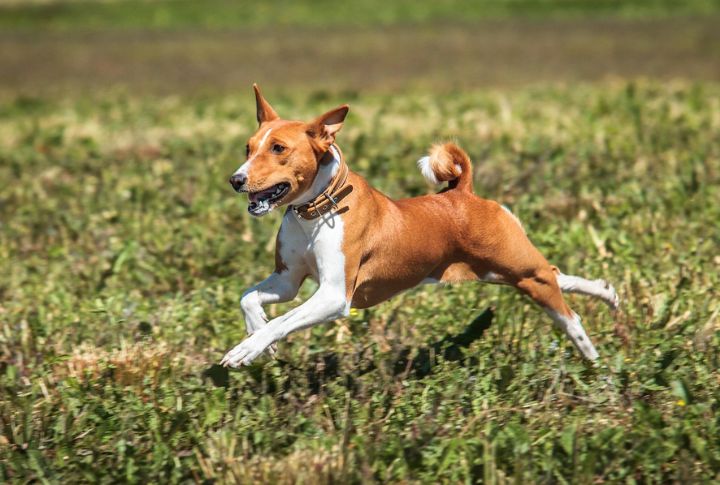 15 Dogs That Find Harmony Without A Canine Company
